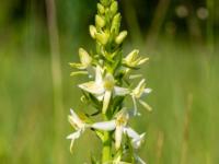 Zweiblättrige Waldhyazinthe